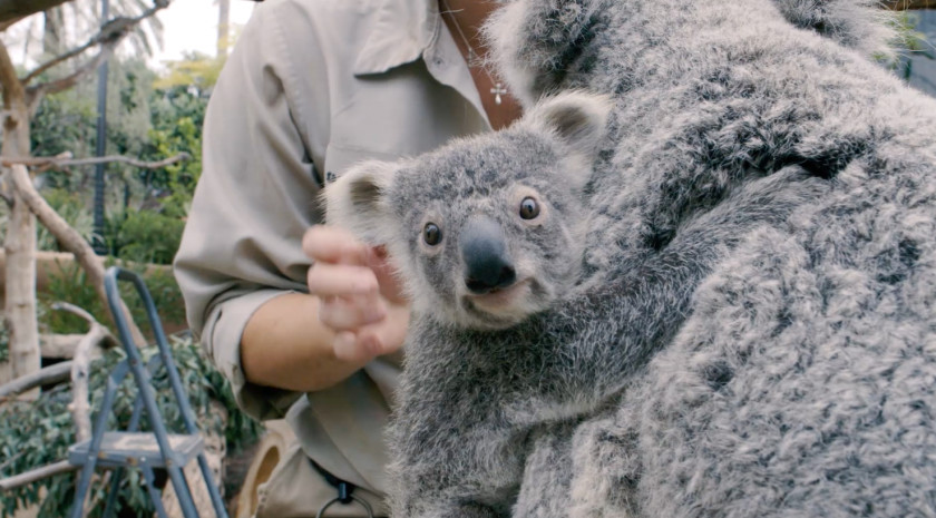 Koala Baby Koalas Outback San Diego Zoo Great Plains PNG