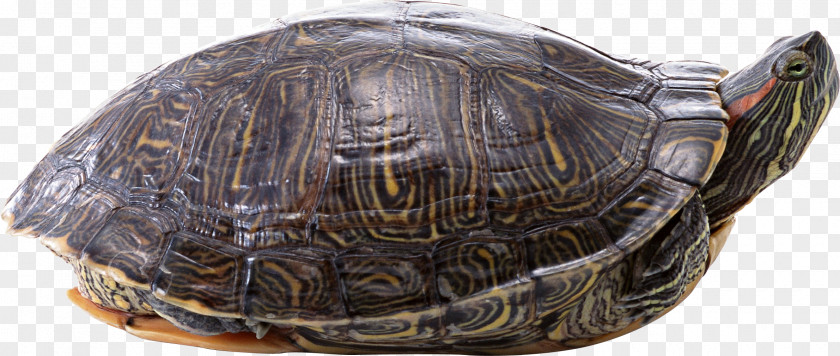 Turtle Wallpaper PNG