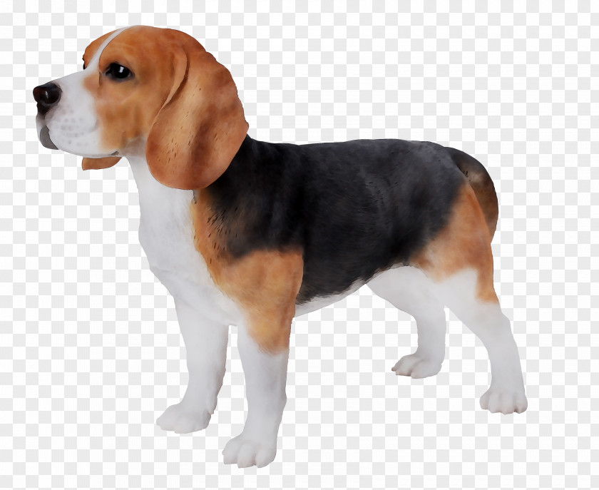 Beagle-Harrier English Foxhound Finnish Hound PNG