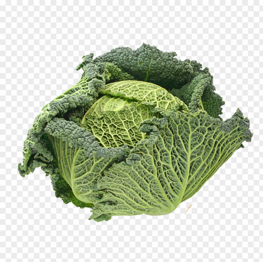 Cabbage Broccoli Savoy Spring Greens Vegetable PNG