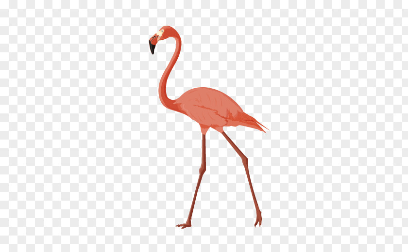 Flamingo Crane Bird Animal PNG