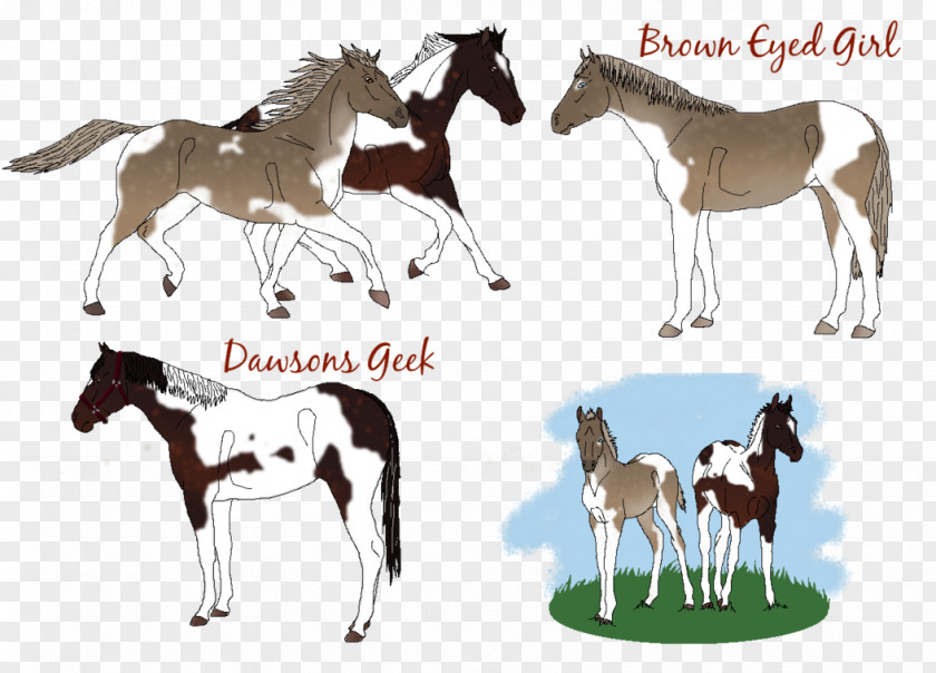 Foal Mustang Stallion Colt Mare PNG Mare, geek girl clipart PNG