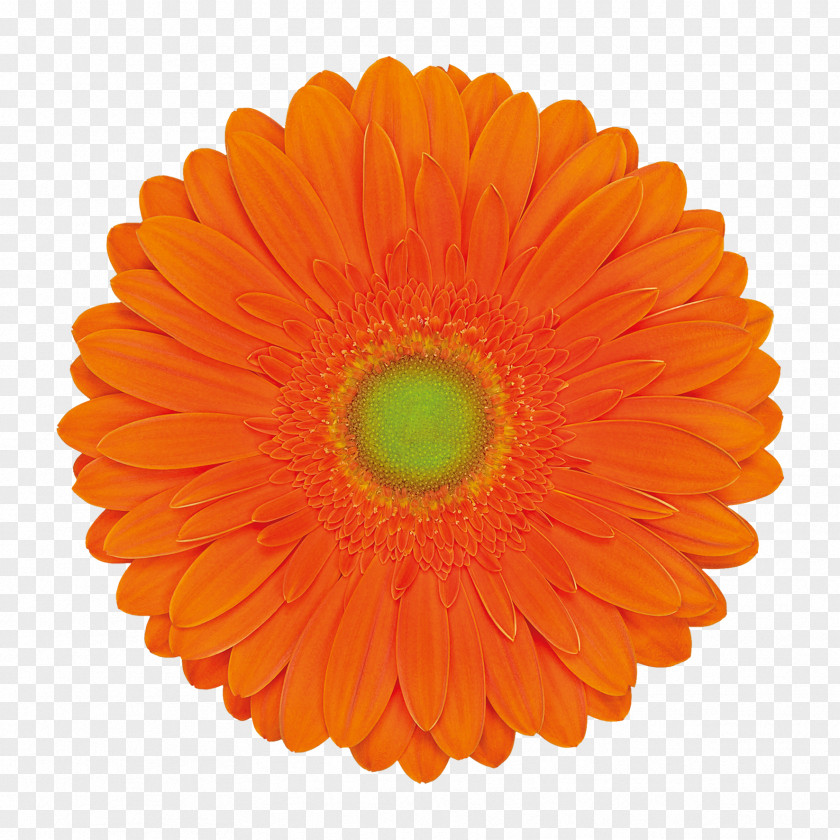 Gerbera Car Bicycle Tires Wheel Clip Art PNG