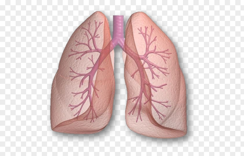 Lung Human Body Organ Respiratory System Breathing PNG body system Breathing, stratified clipart PNG