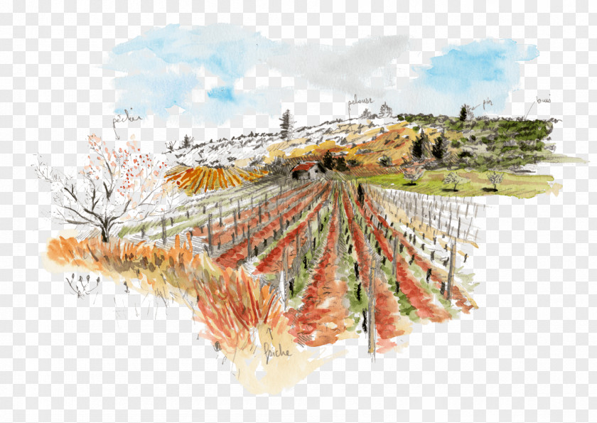 Nectar Vigne Common Grape Vine Drawing Bacelo PNG
