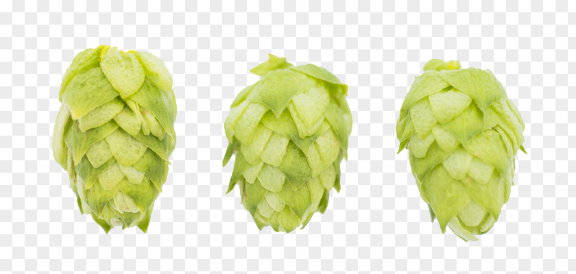 Beer Common Hop Hops Artisau Garagardotegi Malt PNG