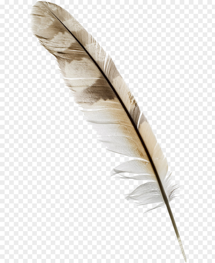 Feather Paper Quill Nib PNG