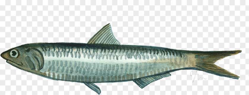 Fish Sardine European Anchovy Oily Mackerel PNG