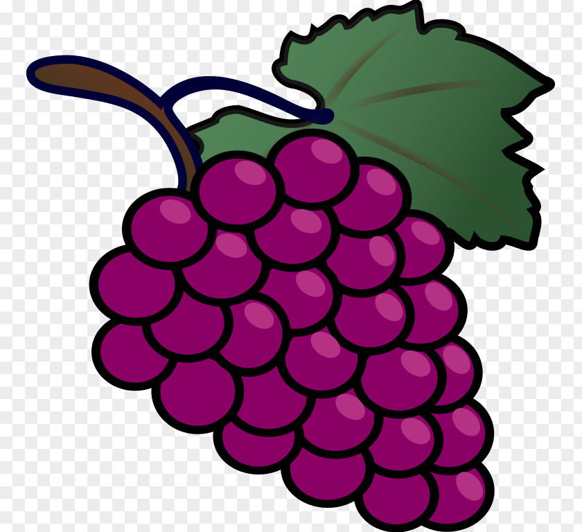 Grape Common Vine Drawing Clip Art PNG