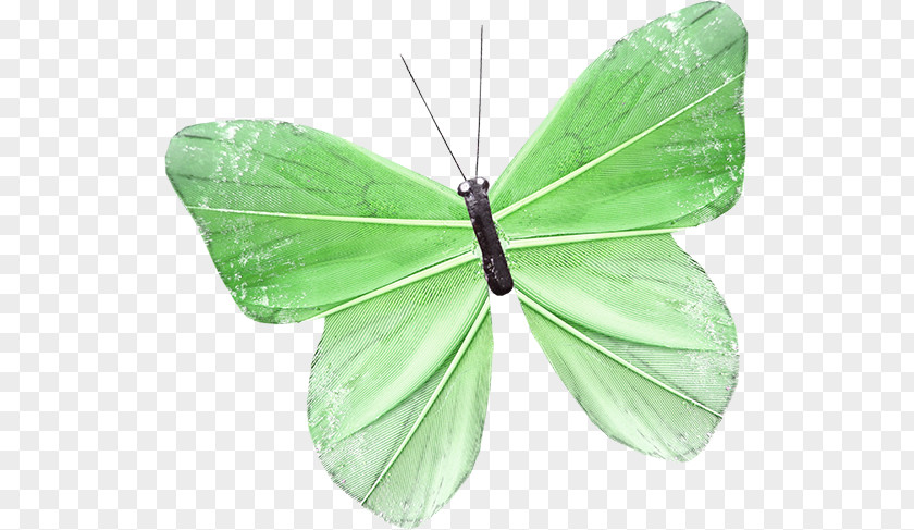 Green Butterfly Free To Pull The Material Nymphalidae Moth PNG