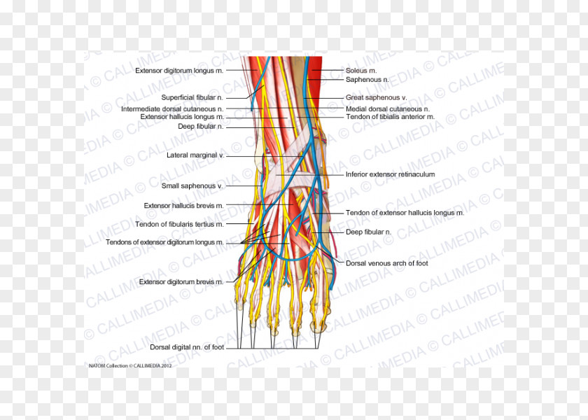 Superficial Temporal Nerve Foot Intermediate Dorsal Cutaneous Human Anatomy PNG