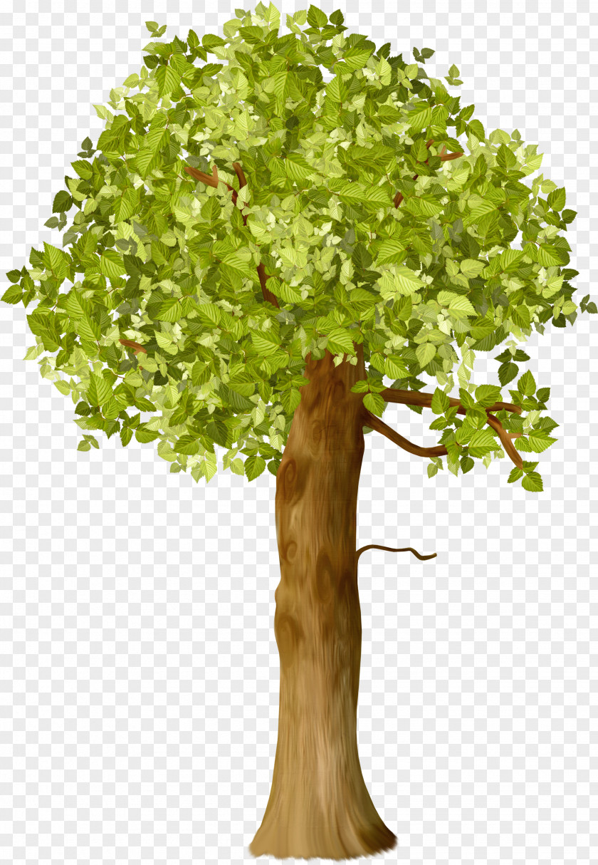 Tree Shrub Agronom To Branch Plants PNG