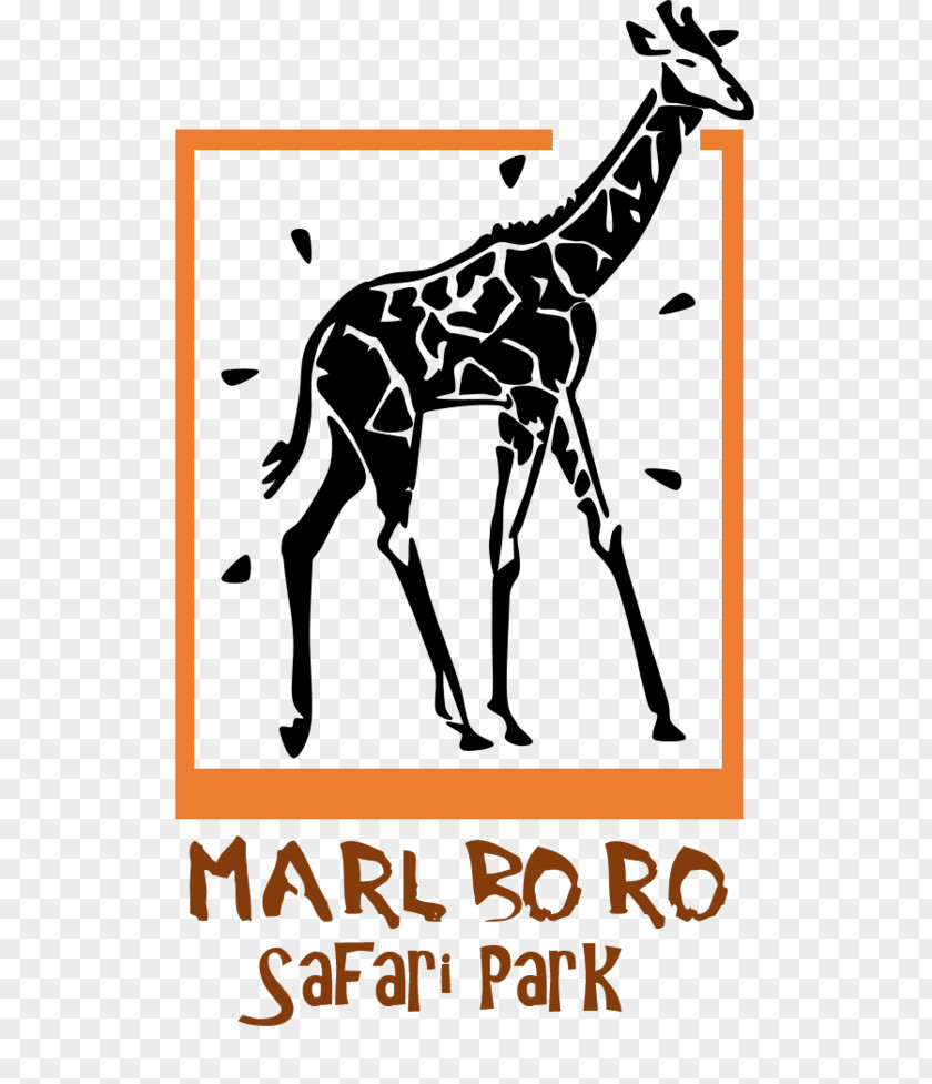 Giraffe Badoca Safari Park Fauna Clip Art PNG