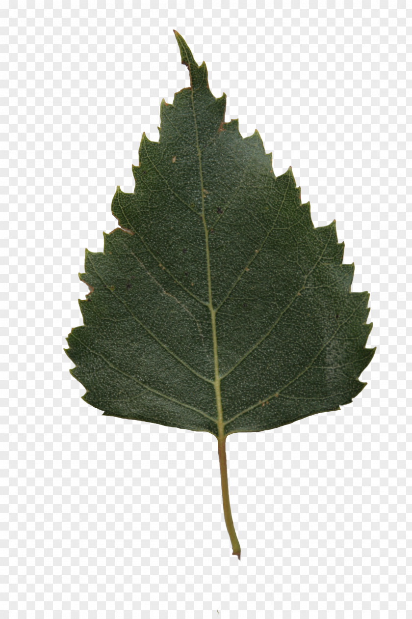 Leaf River Birch Paper Tree Lindens PNG