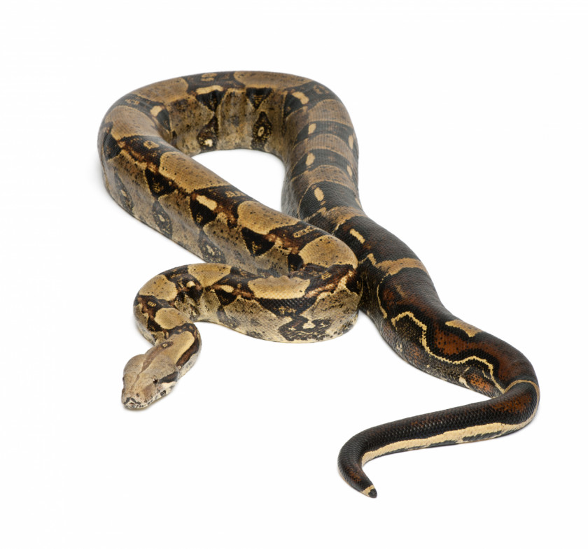 Snake Boa Constrictor Imperator Vipers Stock Photography Emerald Tree PNG