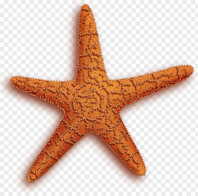 Starfish Computer File PNG