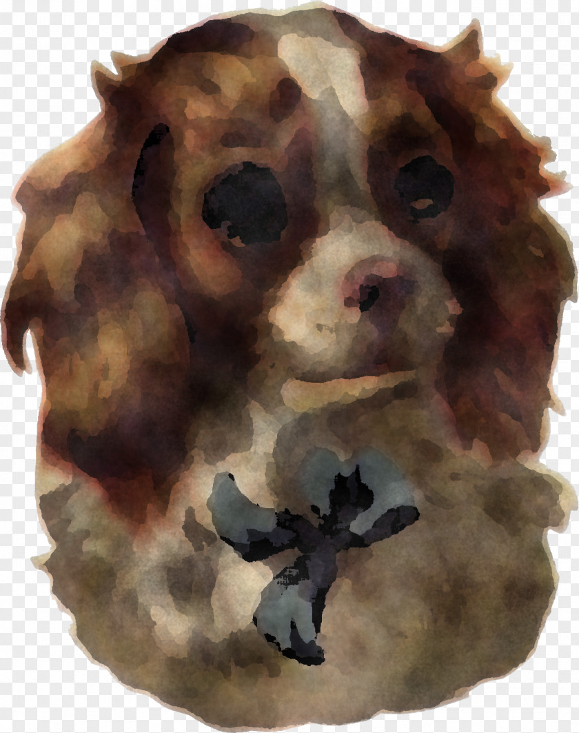 Puppy Dog Breed Cocker Spaniel Brown Snout Sporting Group PNG