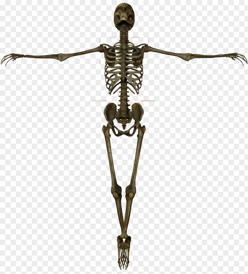 Skeleton Human Anatomy Bone PNG