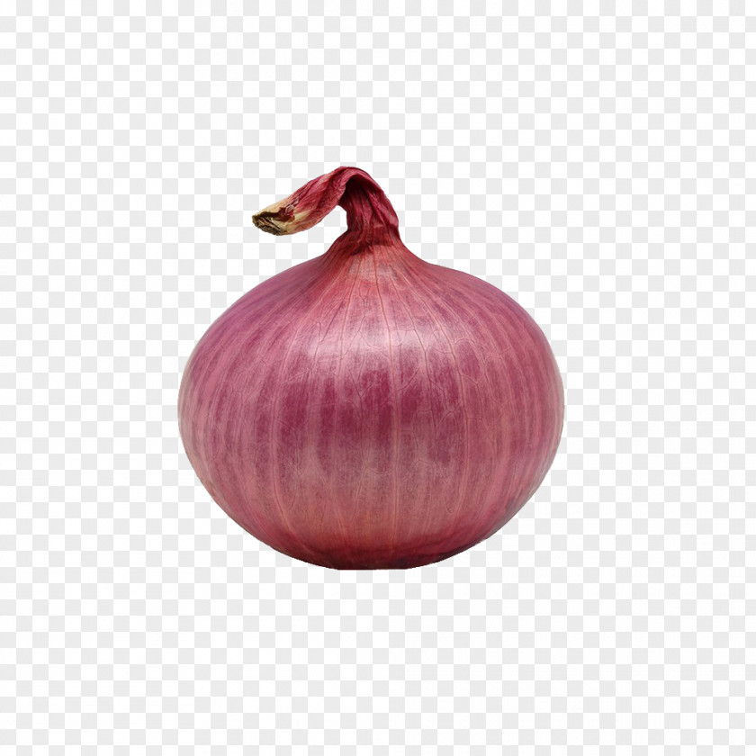 To Freshly Picked Onions Red Onion Ring Shallot PNG