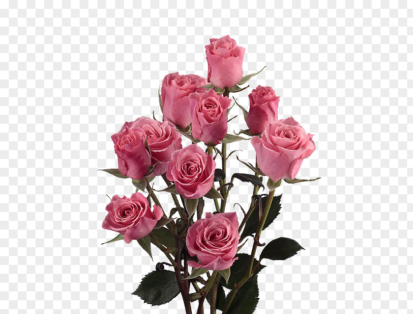 Garden Roses Cabbage Rose Cut Flowers Pink PNG