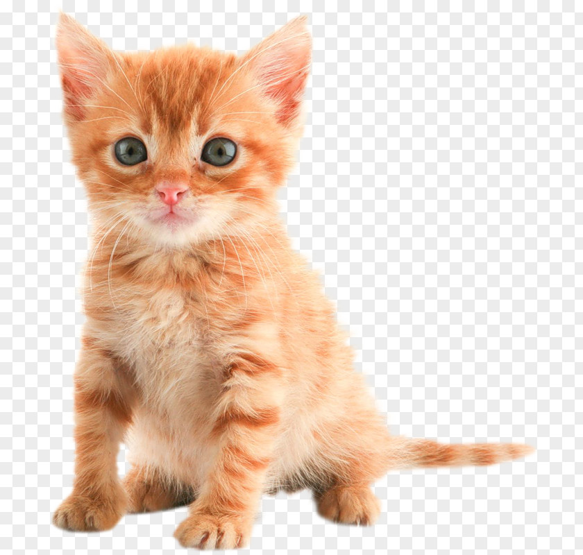 Kitten Puppy Maine Coon Desktop Wallpaper Tabby Cat PNG