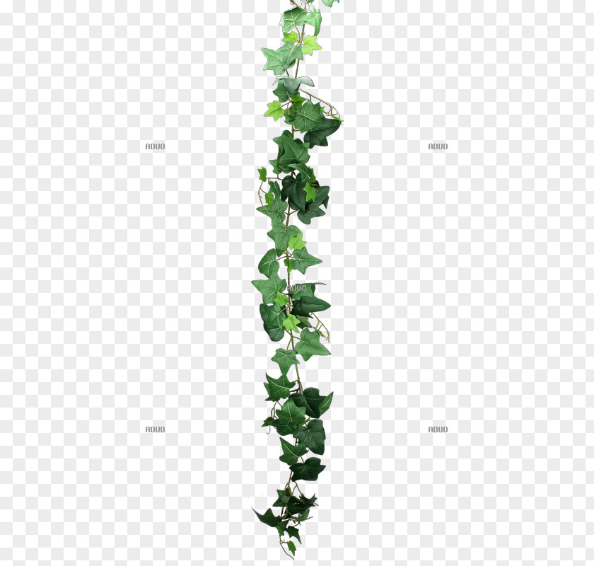 Leaf Common Ivy Plant Stem Branch PNG