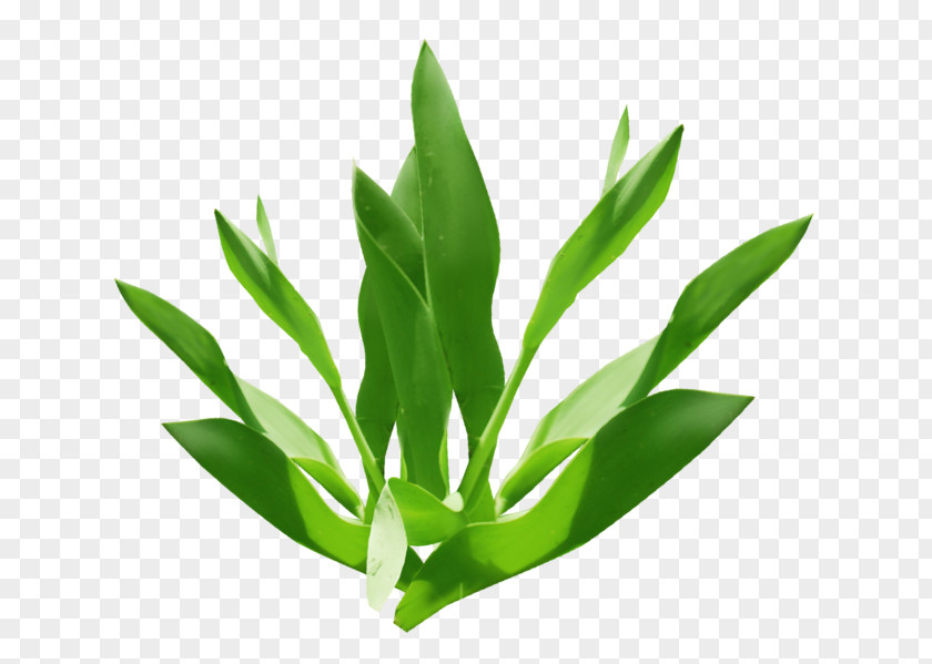 Perennial Plant Tarragon Food Icon Background PNG