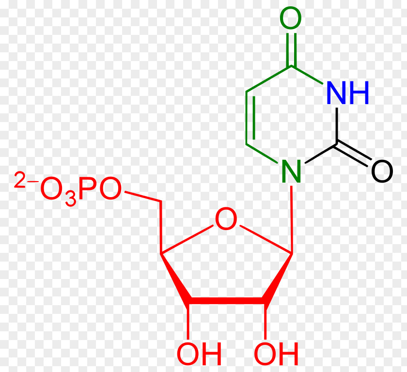 RNA Uridine Nucleoside Triphosphate Uracil Uric Acid PNG triphosphate acid, Orang Utan clipart PNG