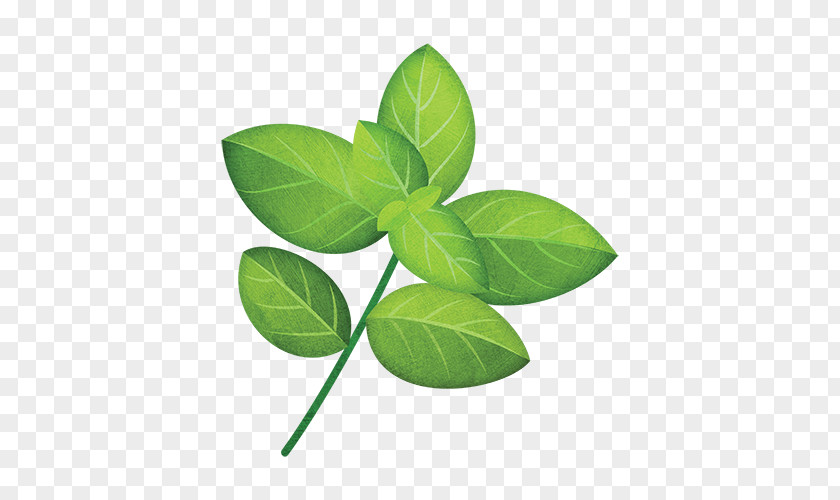 Basil Herb Seed Plant Stem PNG