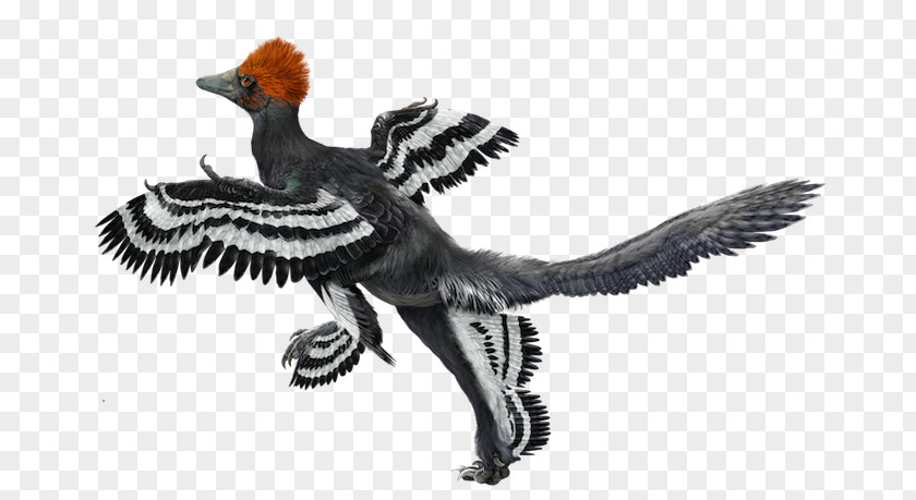 Bird Origin Of Birds Anchiornis Archaeopteryx Microraptor PNG