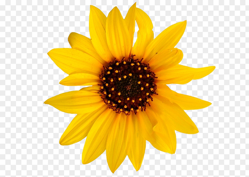 Flower Common Sunflower Clip Art Image Vector Graphics PNG