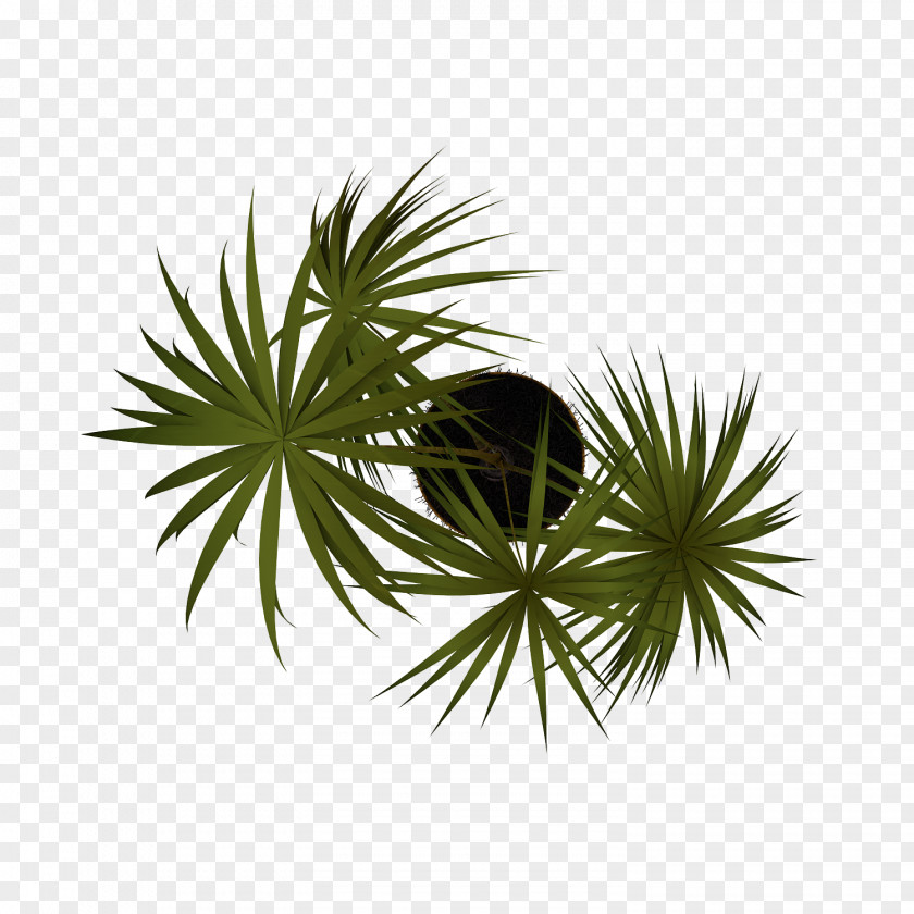 Arboles Plant Arecaceae Tree PNG