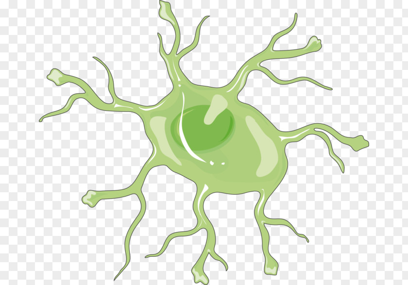 Brain Astrocyte Nervous System Microglia Cell PNG