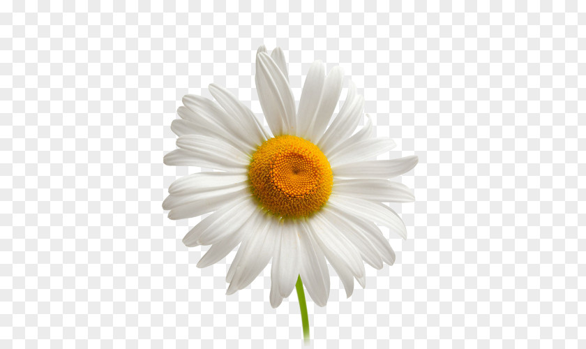 Camomile PNG clipart PNG