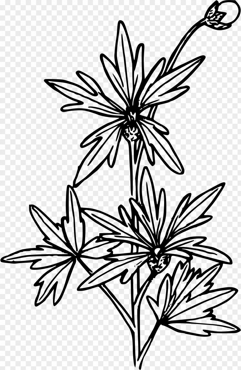 Chinese Flower Line Art Drawing Clip PNG