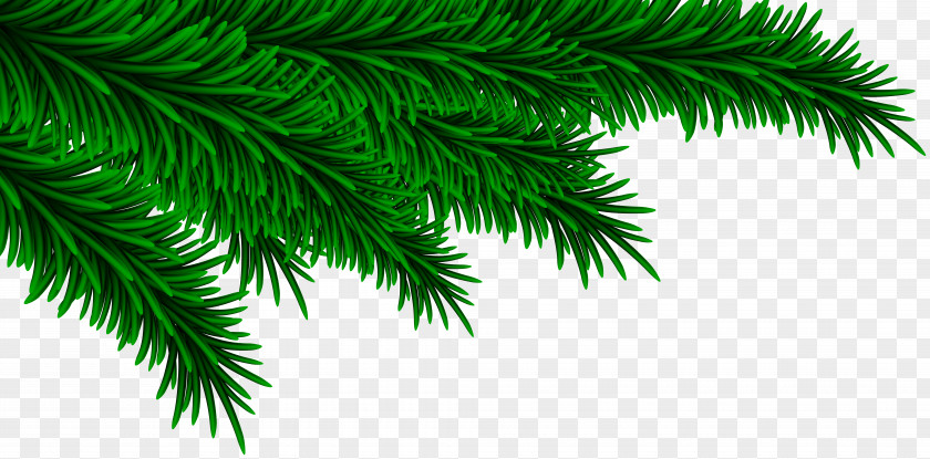 Christmas Pine Branches Decorating Clip Art Image PNG
