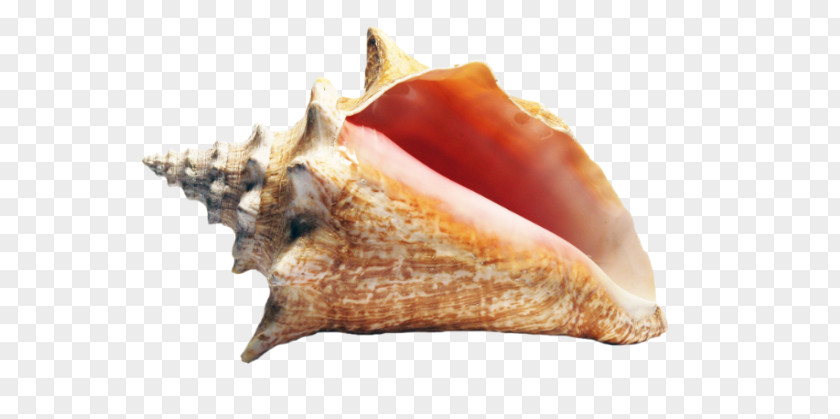 Coquillage Queen Conch Seashell Molluscs PNG