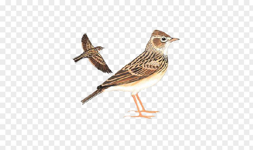 Flying Sparrow Eurasian Skylark Oriental Bird Swallow PNG