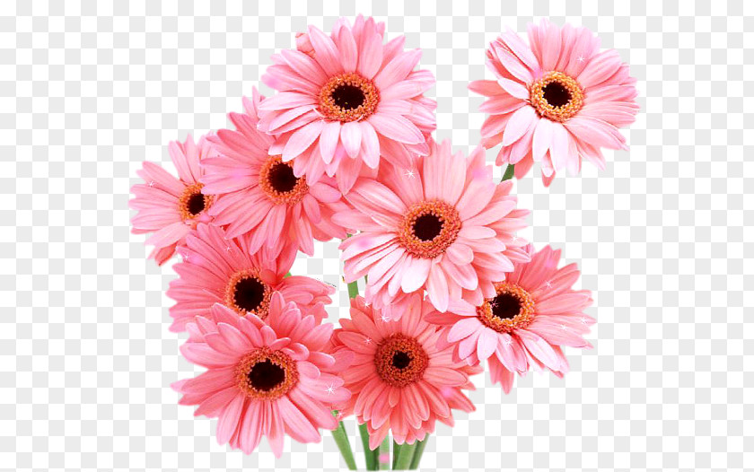 Kwiaty Transvaal Daisy Family Desktop Wallpaper Cut Flowers PNG