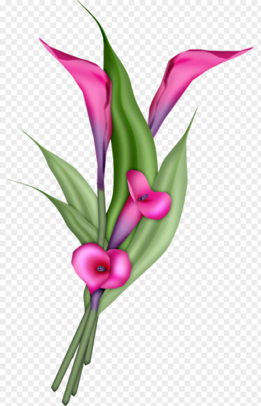 Terrestrial Plant Pedicel Flower Pink Petal Cut Flowers PNG