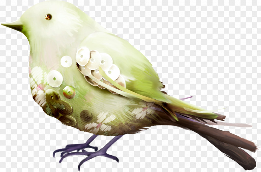 Bird Polyvore Animal Parakeet Feather PNG