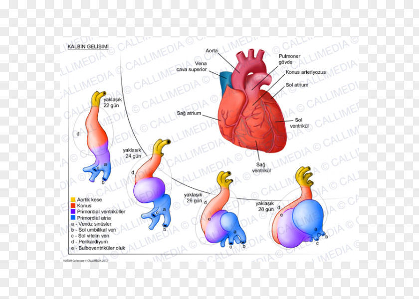 Heart Development Human Anatomy Circulatory System PNG