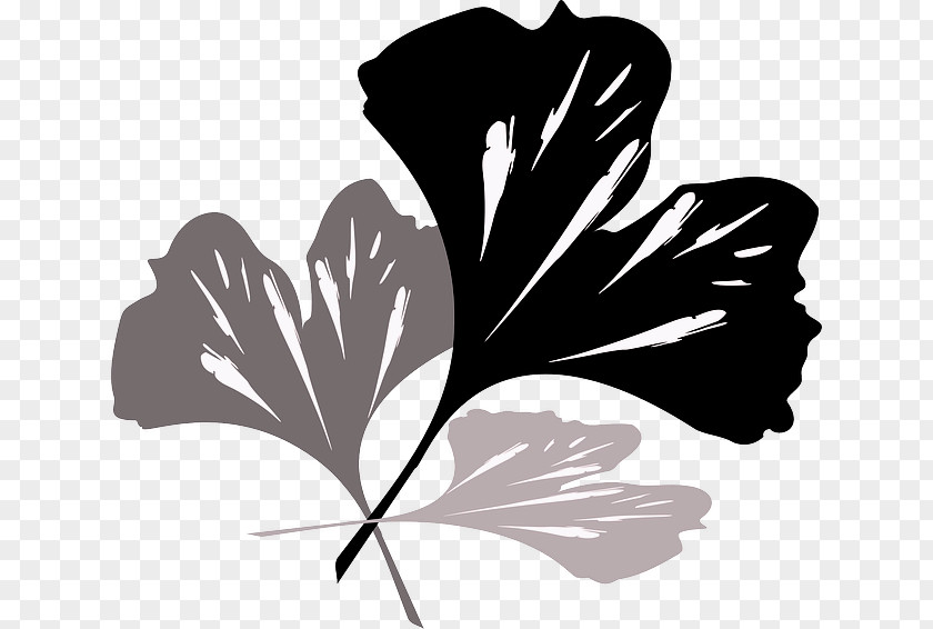 Tree Ginkgo Biloba Plant Petal Leaf PNG