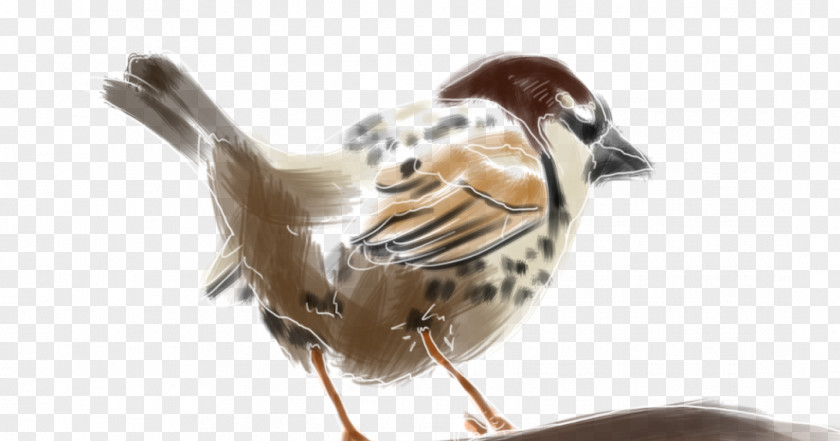 Bird House Sparrow Spanish Beak Moineau PNG