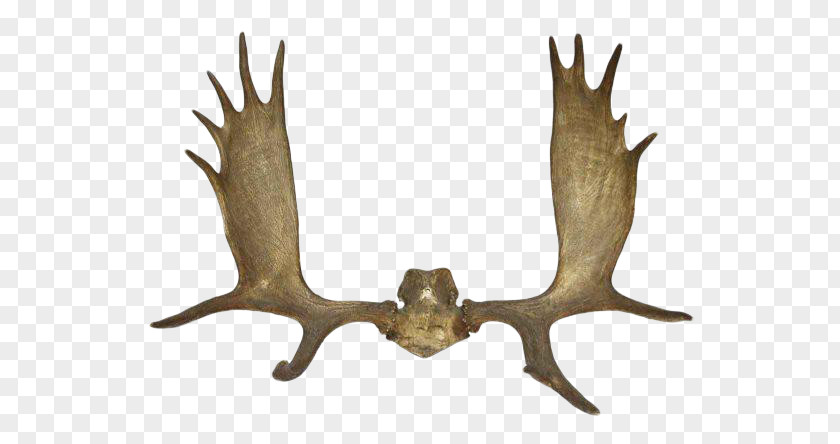 Deer Reindeer Antler Elk Horn PNG