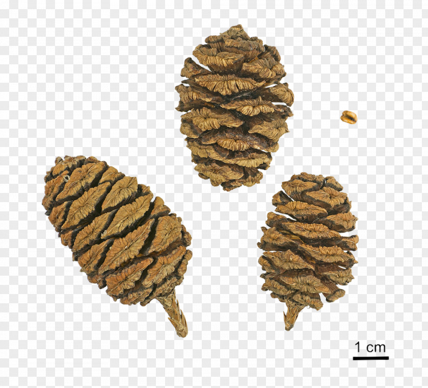 Tree Pioneer Cabin Giant Sequoia National Park Conifer Cone PNG