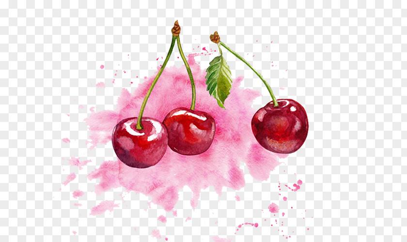 Watercolor Cherry Painting PNG