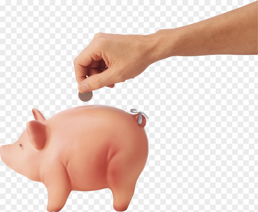 Coin In Hand Image Domestic Pig Piggy Bank Icon PNG