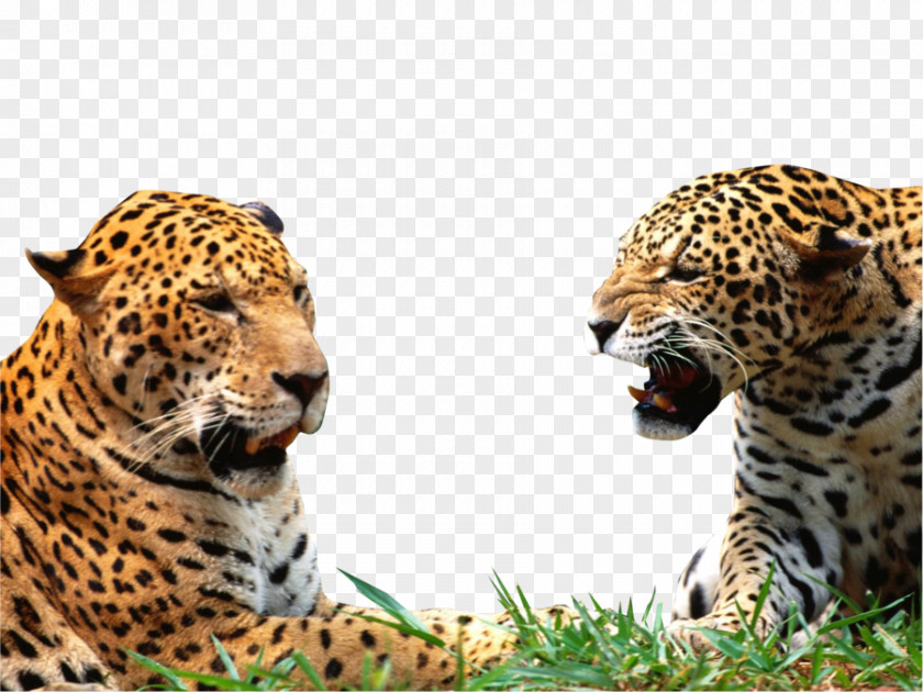 Leopard Jaguar Lion Cheetah Black Panther PNG
