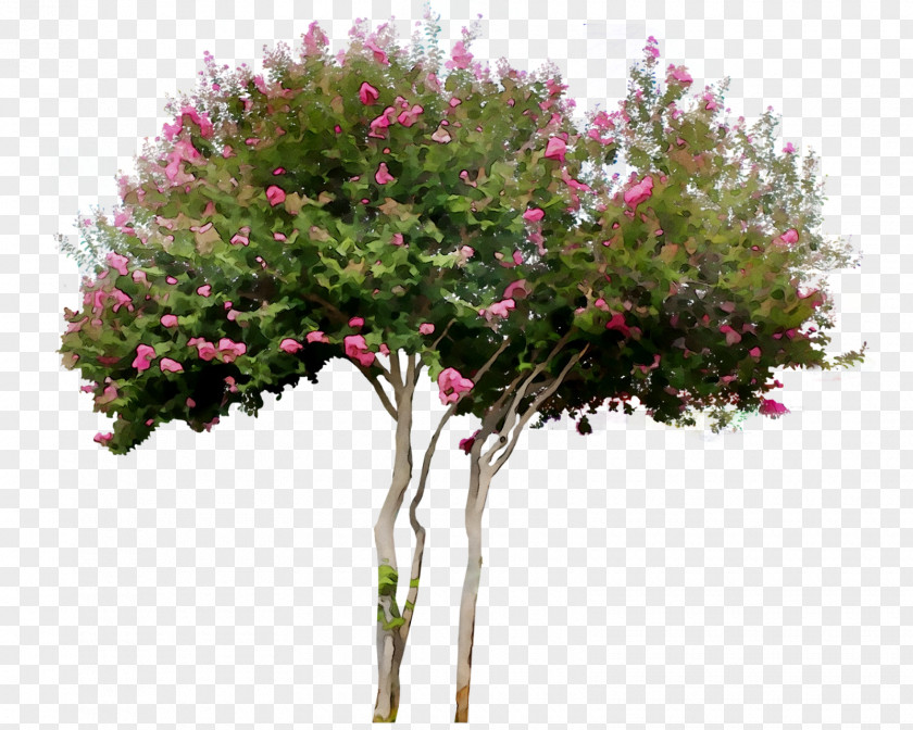 Shrub Royal Poinciana Tree Woody Plant Plants PNG